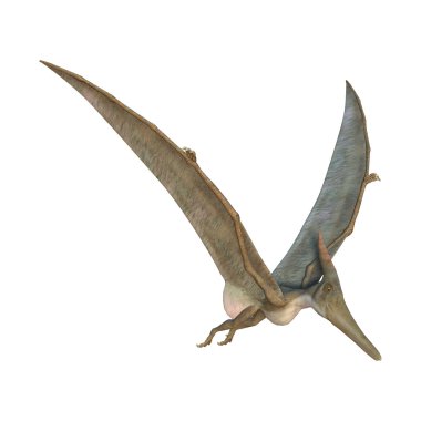 Pteranodon