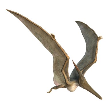 Pteranodon clipart