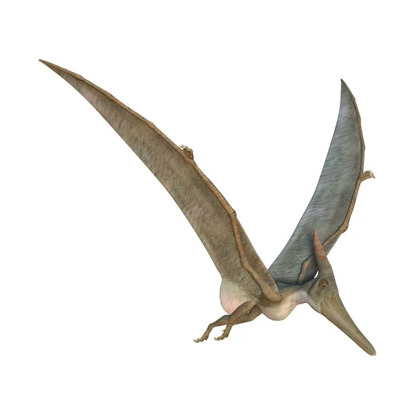 Pteranodon — стокове фото