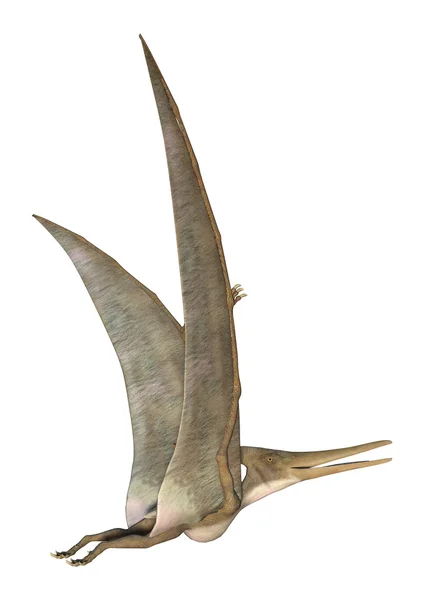 Pteranodon — Foto de Stock