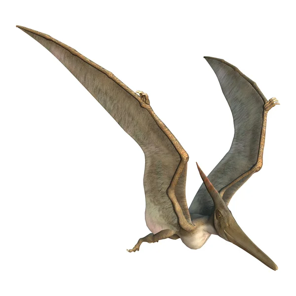 Pteranodon — стокове фото