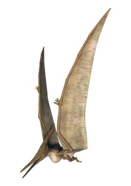 Pteranodon