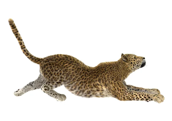 Grande gato leopardo — Fotografia de Stock