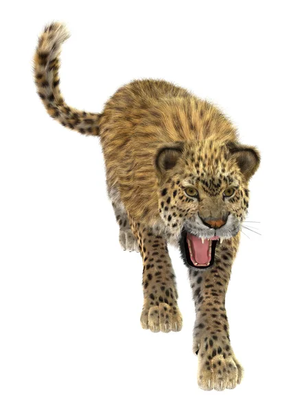 Velká kočka Leopard — Stock fotografie