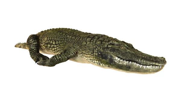 Aligator amerykański — Zdjęcie stockowe