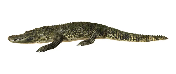 Amerikansk alligator — Stockfoto