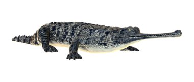 Gharial