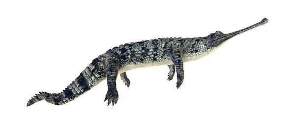 Gharial — Stockfoto