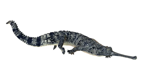 Gharial — Stok fotoğraf