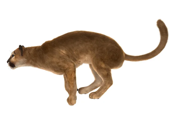 แมวตัวใหญ่ puma — ภาพถ่ายสต็อก