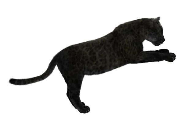 Schwarzer Panther — Stockfoto