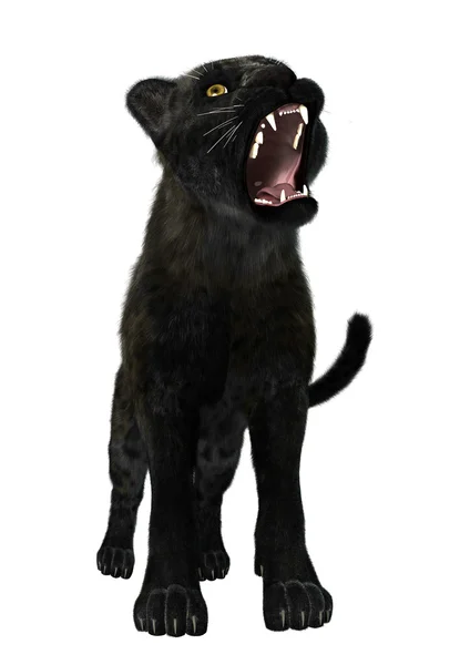 Schwarzer Panther — Stockfoto