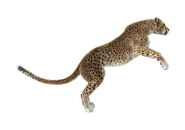 Cheetah — Stock Photo, Image