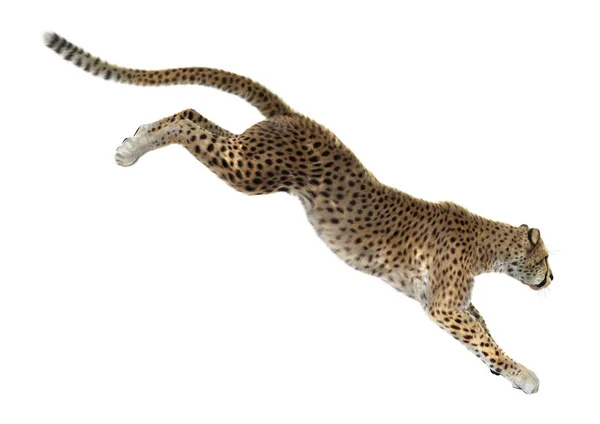 Cheetah — Stock Photo, Image