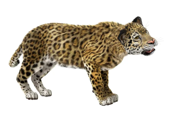 Big Cat Jaguar — Stock Photo, Image