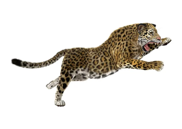 Big Cat Jaguar — Stock Photo, Image