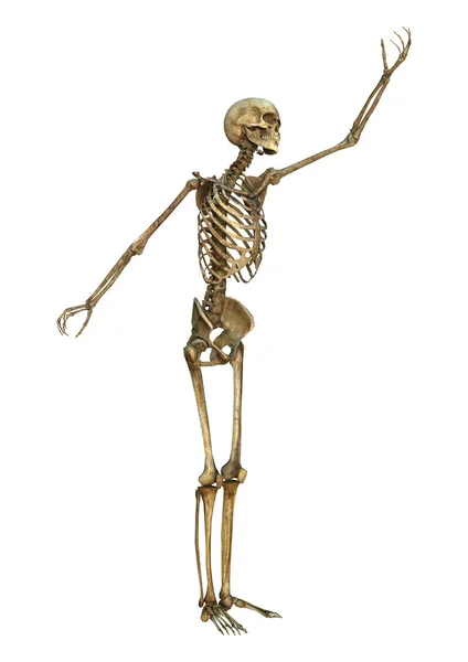 Szkielet ludzki — Zdjęcie stockowe