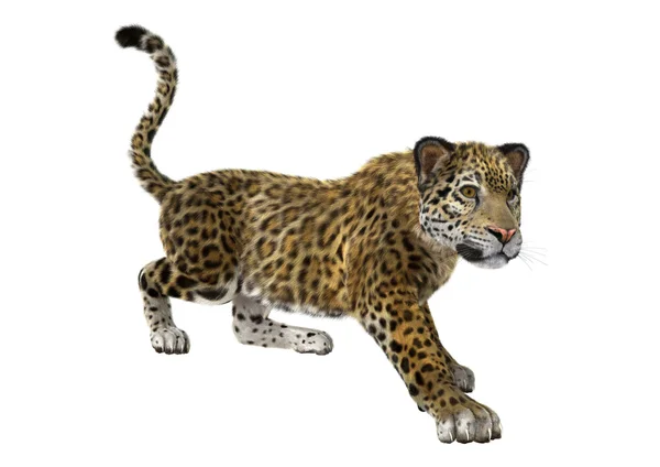 Büyük kedi Jaguar — Stok fotoğraf