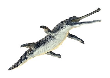 Gharial
