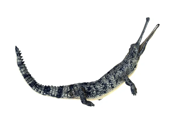 Gharial — Stock Photo, Image