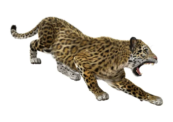 Velká kočka Jaguar — Stock fotografie