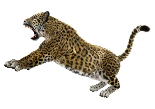 Grand chat jaguar — Photo