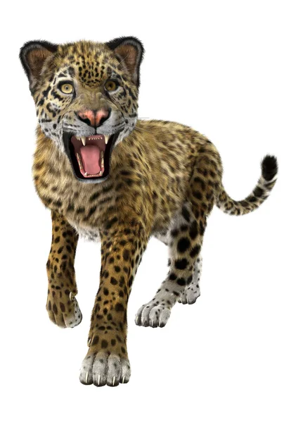 大きな猫ジャガー — ストック写真