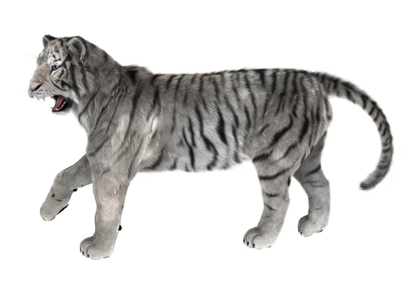 Witte tijger — Stockfoto