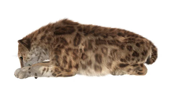 Großkatzen-Smilodon — Stockfoto