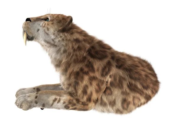 Big Cat Smilodon — Stock Fotó