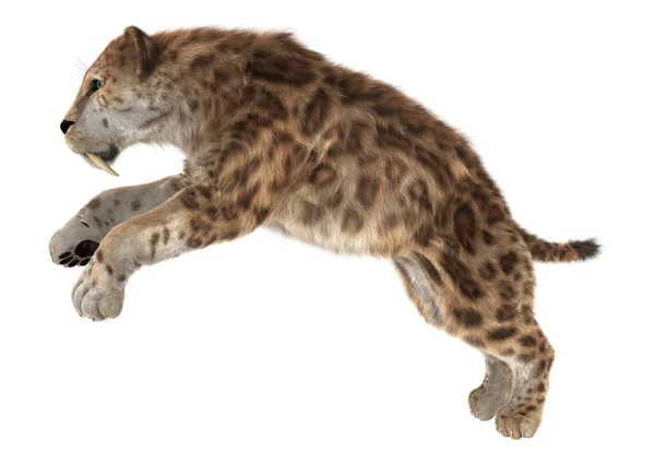 Grande gatto smilodon — Foto Stock