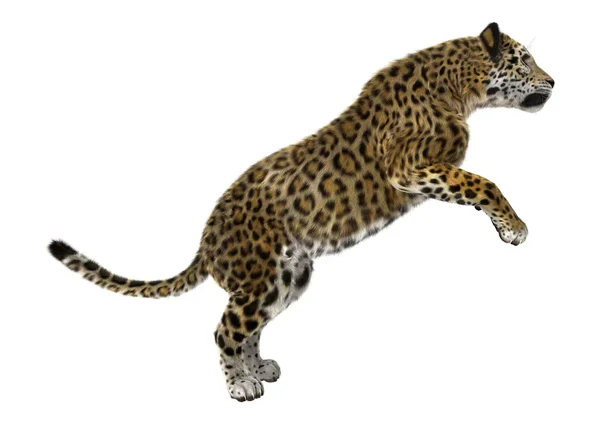 Jaguar gato grande —  Fotos de Stock
