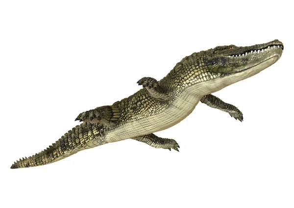 Amerikanischer Alligator — Stockfoto