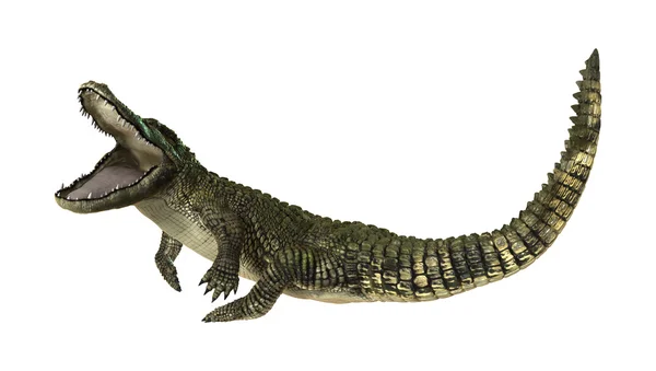 Amerikansk alligator — Stockfoto