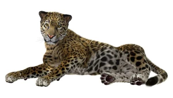 Jaguar gato grande — Foto de Stock