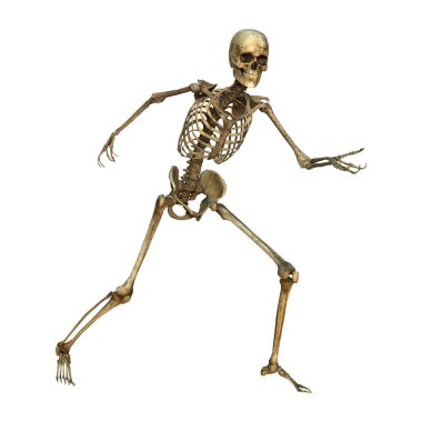 İnsan iskeleti