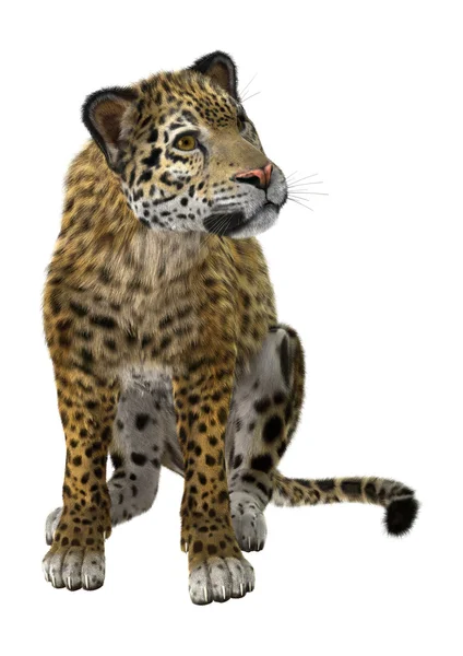 Grande gato jaguar — Fotografia de Stock