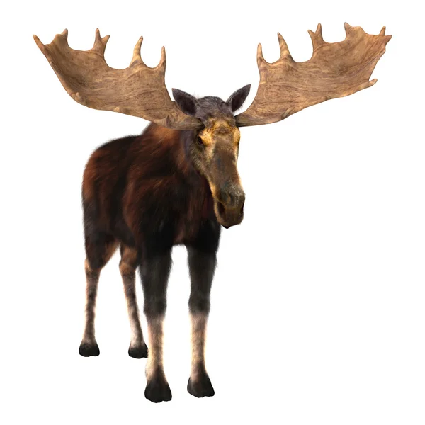 Moose — Stock Photo, Image