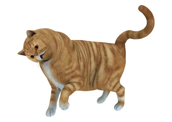 Red Tabby — Stock Photo, Image