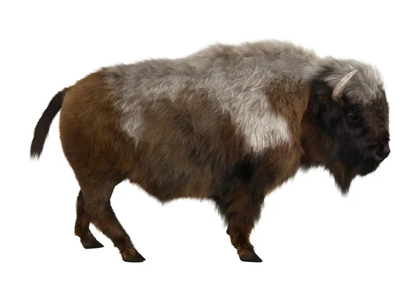 American Bison — Stock Photo, Image