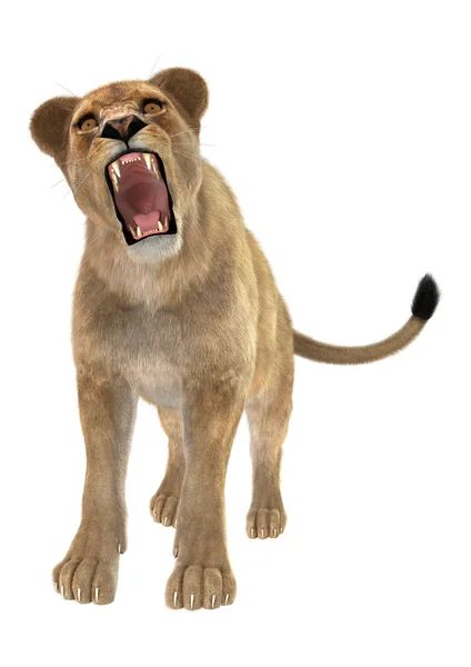 Löwenweibchen — Stockfoto