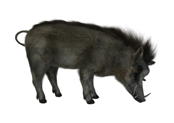 Warthog. — Foto de Stock