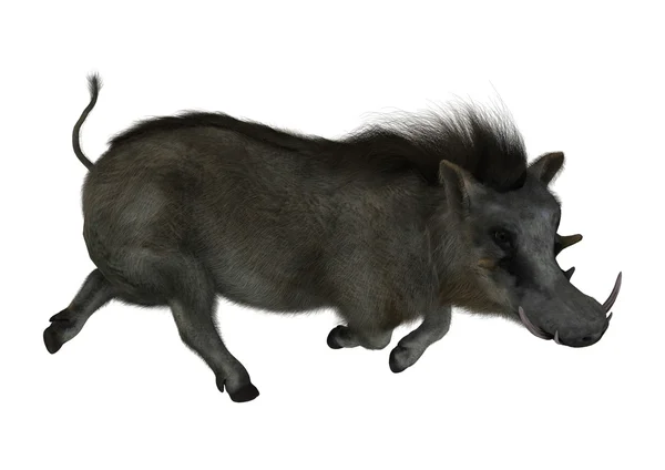 Warthog — Stock Photo, Image