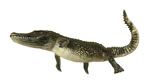 Alligatore americano — Foto Stock