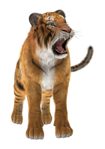 Tijger — Stockfoto