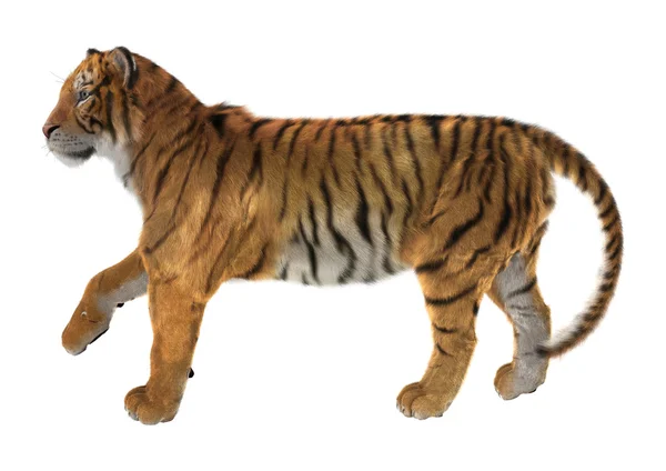 Tiger — Stock Photo, Image