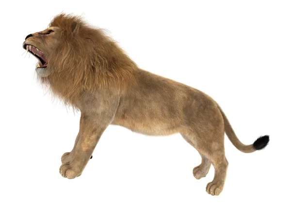 Mannetjes leeuw — Stockfoto