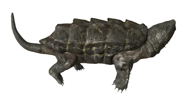 Alligator Snapping Turtle — Stock Photo, Image