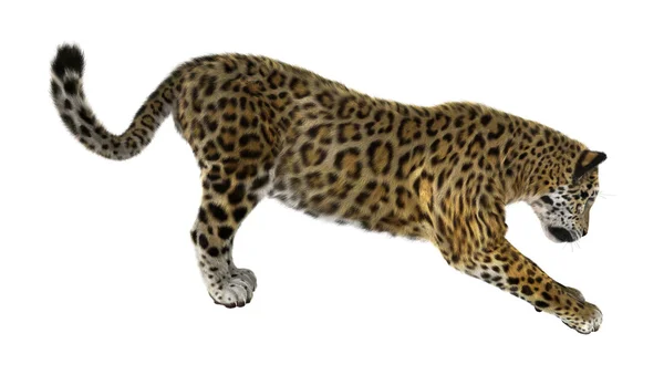 Grande gatto giaguaro — Foto Stock