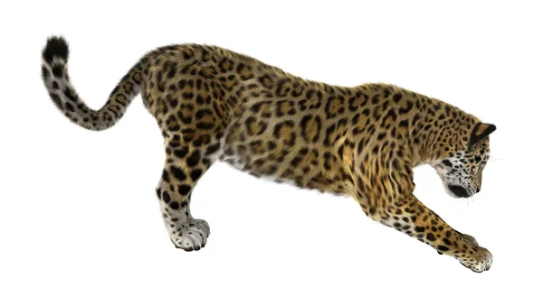 Grande gato jaguar — Fotografia de Stock